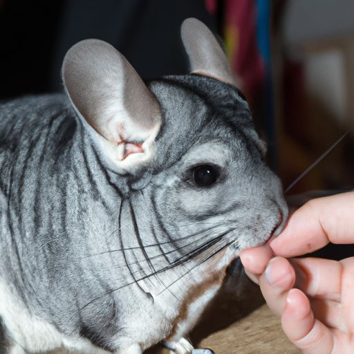 are chinchillas good pets